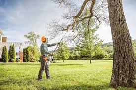 Best Tree Removal Services  in Lake Andes, SD